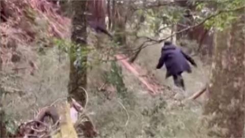 國寶樹殺手！山友直擊山老鼠盜伐紅檜　警方全力查緝