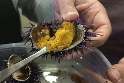 吃海膽救生態！　日本鳥取縣19家餐廳聯手辦「海膽美食祭」