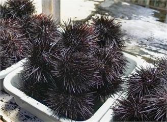 澎湖現剖「海膽」重金屬超標　高雄、台南「巴西蘑菇」也出事