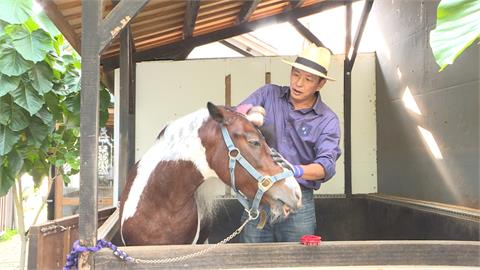 劍道館老闆愛馬成痴　「騎馬兜風」成台中特殊風景