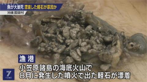 誤食海底火山浮石暴斃　沖繩養殖業者損失逾200條魚