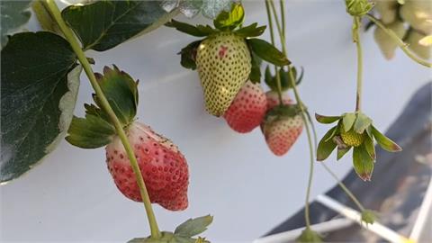 搶著採草莓！春節期間20萬遊客湧入苗栗大湖草莓園