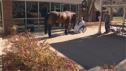 美國療養機構送「一匹馬」當禮物　伴病患走過最後時光