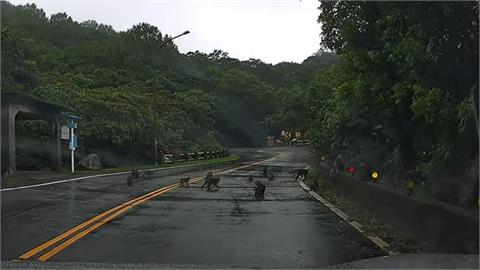 快新聞/山道猴子!陽明山「獼猴群佔領馬路」 網笑:猩球崛起?