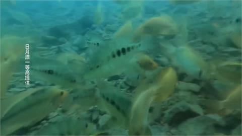  日月潭惡霸「紅魔鬼」魚現身  遊客驚呼