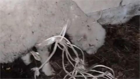 19歲男侵犯山羊致死！被活逮「喊1句」全場怒了⋯法國法院1小時速審定讞