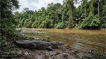 馬國砂拉越鱷魚暴增　人鱷衝突頻傳政府發狩獵證