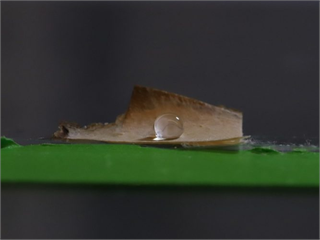 真菌也能做包材？研究用菌絲塗層打造無塑紙杯防水膜