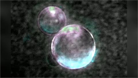 快新聞／重大突破！人造細胞誕生　美科學家從零打造可生長繁殖「Spud Cell」