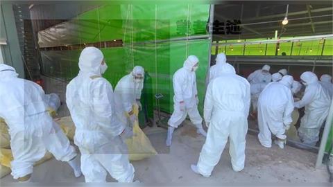 台中禽流感蛋雞場全面撲殺！　業者隱匿疫情恐重罰百萬