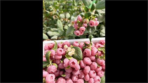 您有看過粉色藍莓嗎? 女跟風向假業者購買遭詐運費38元