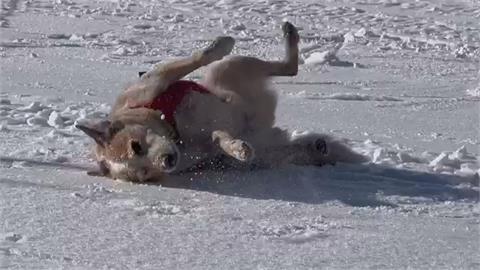 高山「雪崩」難預測！　美國出動搜救犬尋找受困登山客