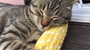 《把玉米當枕頭的貓咪》就算啃光了也是不離不棄......