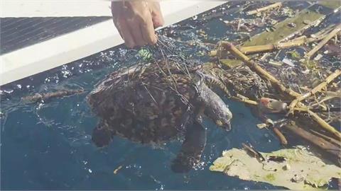 5歲玳瑁「全身纏網、沾油污」　潛水教練救援取名「里海」原因曝