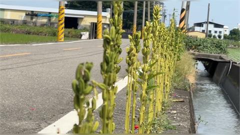 這裡也能種？彰化溪州農民超極限　「柏油路縫種芝麻」綿延百米超壯觀
