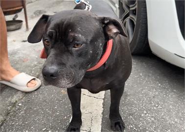 花蓮惡犬"攻擊男童.咬死鄰居愛貓" 動保處週二稽查