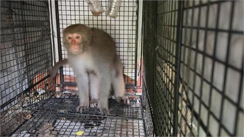懷孕母猴闖酒鋪「狂灌伏特加」 比人類還猛！下秒醉倒「昏睡躺紙箱」荒謬畫面曝