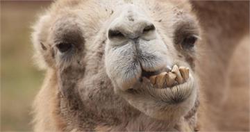 60歲生日驚喜變奪命悲劇！丈夫送駱駝當禮物　婦人慘遭寵物壓死