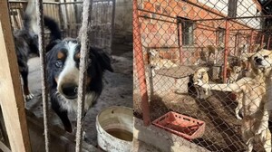 動物福利協會揭露「汪星人牧場」場面狼藉動物痛苦的模樣令工作人員表示：可怕的慘況！