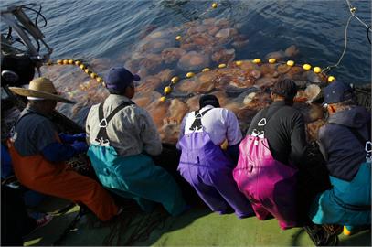 日本九州破紀錄降雨衝擊海苔　海蜇數量也大減漁民叫苦連天