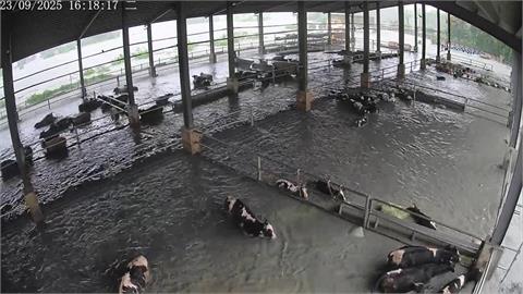 快新聞／慘！國軍兩千士兵今開進花蓮災區　鳳林鎮乳牛變「水」牛遭沖走