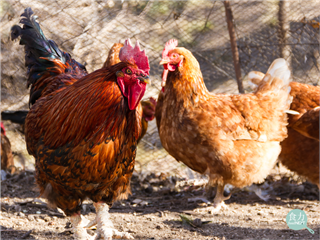 從籠飼雞到母豬分娩欄 英國動物福利改革延伸至屠宰與水產