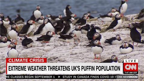 全球暖化！英國法恩島「北極海鸚」生存大挑戰