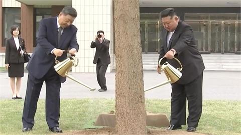 習近平金正恩同框種樹　網一看傻眼：樹這麼大在種啥