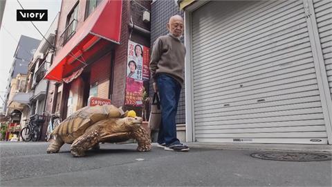 散步1小時起跳！　東京爺爺28年如一日陪象龜「蹦醬」慢活