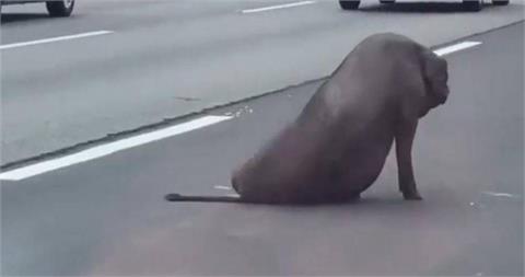 黑豬掉落國道趴趴走釀追撞 貨車駕駛將挨罰