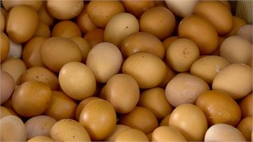 每天少百萬顆雞蛋！蛋價飆33.5元創今年新高