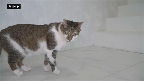 俄羅斯「驚訝貓」爆紅　飼主公開身世藏洋蔥