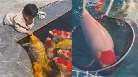 阿嬤養的？錦鯉「肥到像豬」荒謬片瘋傳　網笑虧：游泳不能減肥