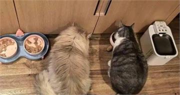 過年「寵物到府餵養」需求暴增　正妹兼職9天接100多單荷包賺飽