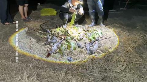 綠鬣蜥肆虐啃光紅豆苗　屏東縣府推圍網補助護作物