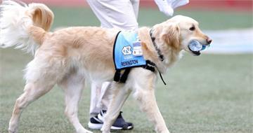搭機遇醫療警示犬「不停抓抓」　正妹就醫檢查結果嚇傻