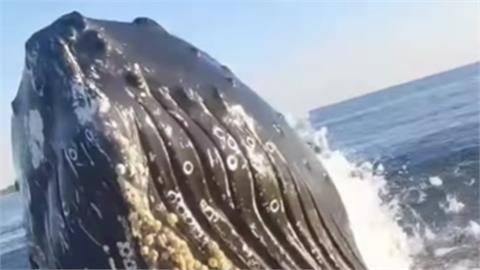 海釣時「40噸巨鯨衝出海」差1m翻船　他嚇到狂飆髒話24秒畫面曝