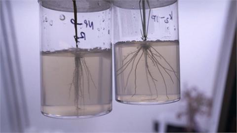 基因編輯培育「深根黃豆」　兼顧減碳抗旱和增產