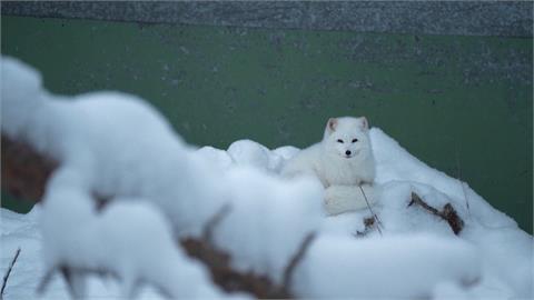 芬蘭動物園低溫-18度變銀白世界　高齡19歲北極熊酣睡「不願見人」