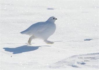 雪地裡出現一隻雷鳥，一看到牠奔跑的方式真的讓人大笑噴：根本自帶雪靴！