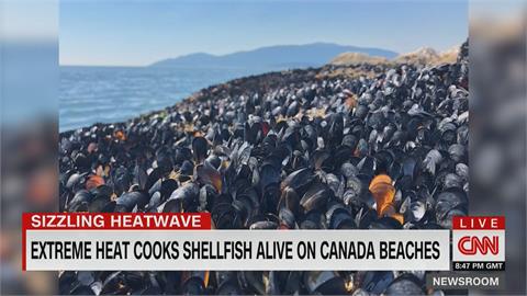極端熱浪席捲加拿大西岸　淡菜直接在沙灘上被烤熟