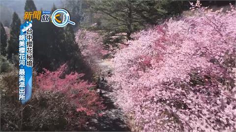 別撲空！全台櫻花季時間大不同　開花時間全看緯度和海拔