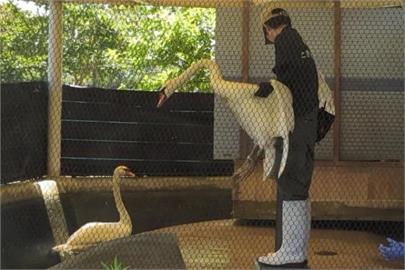 快新聞／開門放鳥！日本1公園6天鵝「隔離期滿解封」　被放回大湖中游泳