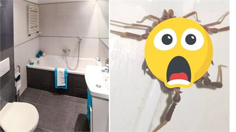 浴室驚見「蠍子+蜘蛛綜合體」　智利男嚇破膽：全身起雞皮疙瘩