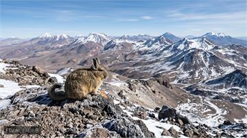 克服缺氧低溫　安地斯葉耳鼠適應6700公尺極端高山