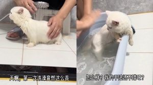 誰說貓咪很怕水？愛乾淨的喵皇瘋狂拍水暗示：「趕快給我洗香香」