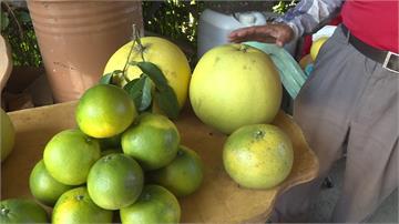 一個果園種五種柚 今年少雨大豐收