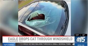 她開車遇天降貓屍！白頭鷹鬆爪一擊　砸爛車窗還灑滿血肉