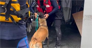 搜救犬穿梭災區「為何不穿裝備?」 搜救犬隊曝慘案:為了安全