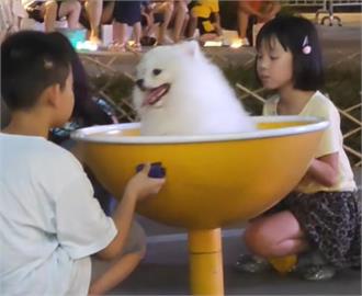 公園遊樂器材驚見「會動的棉花糖」　小朋友與博美犬玩耍笑開懷